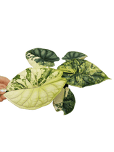 Alocasia Dragon Scale Variegata